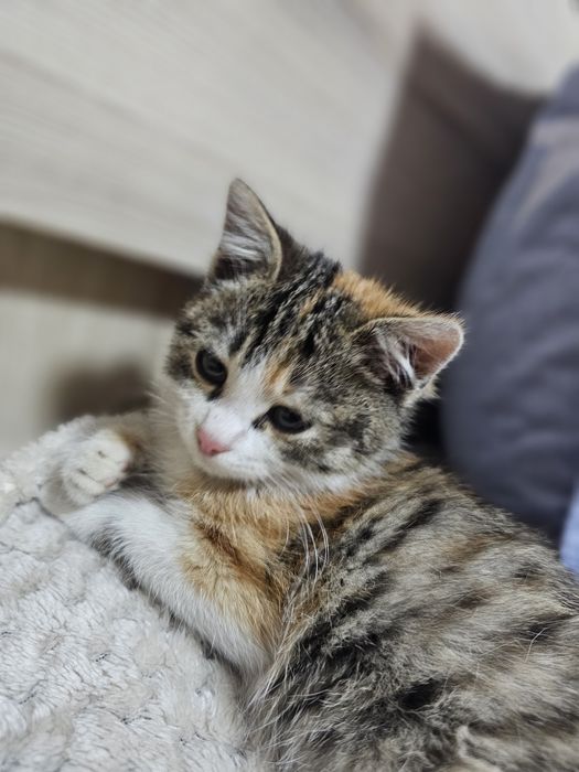 Кошечка ( трехцветка)