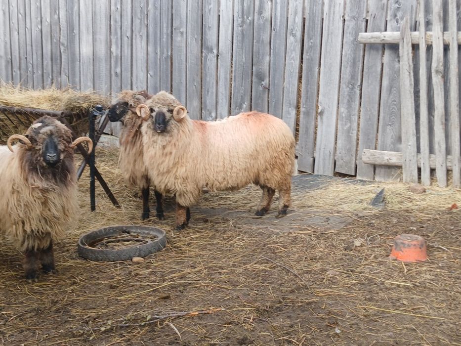 Vand berbeci bucalai