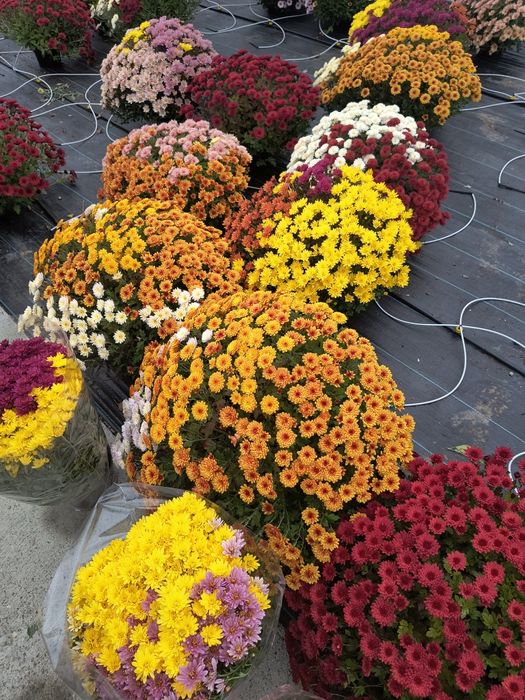 Crizanteme multiflora crizantemă