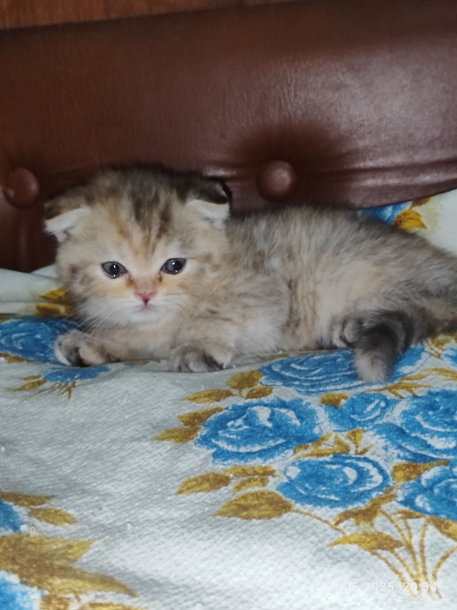 Продается Шотландский Скоттиш фолд