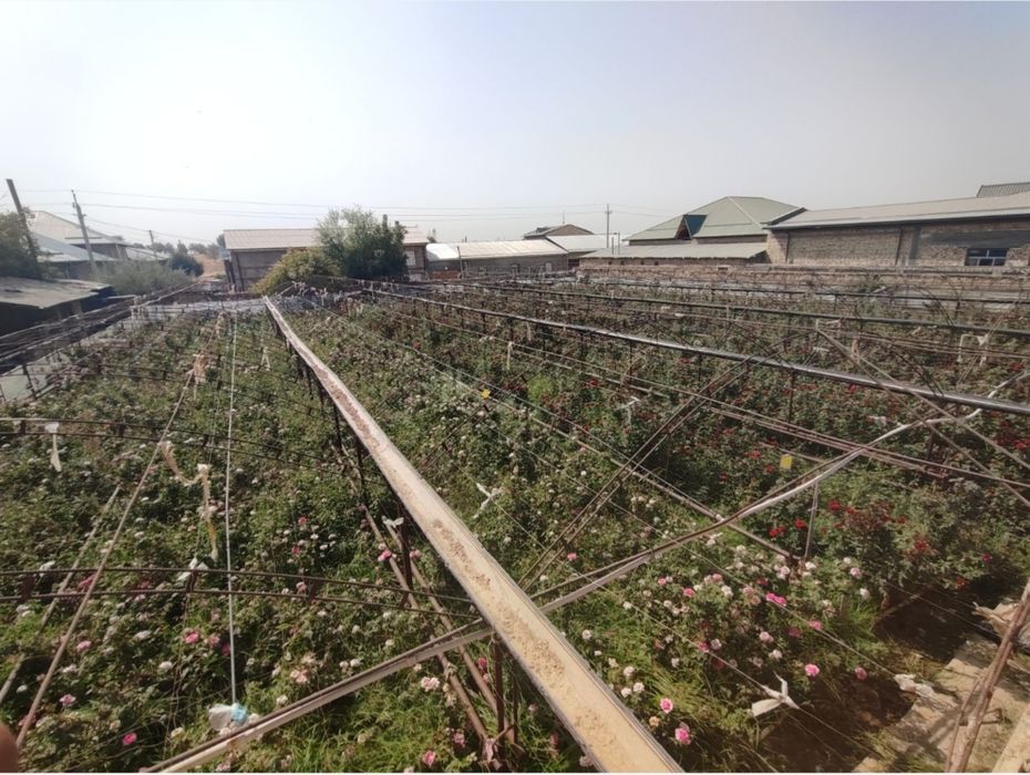 Yer sotiladi.  Qibaray t.  Teplitsa qurilgan