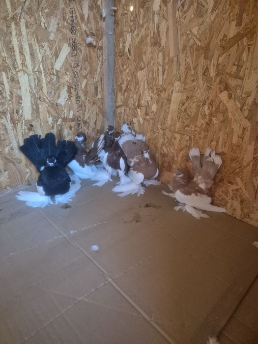 Porumbei jucator de volga