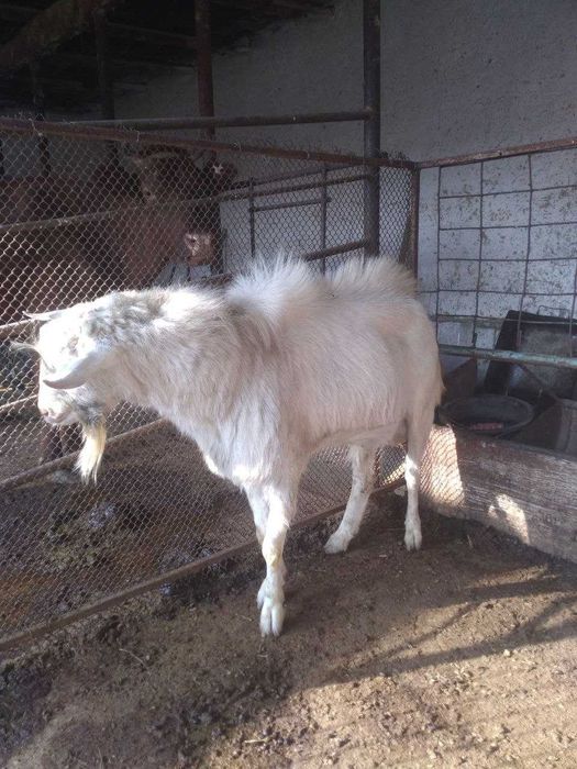 Эчкилар сотилади