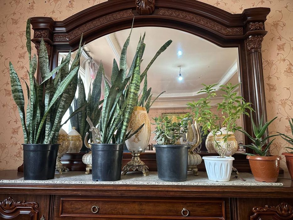 Уй гуллари сотилвди