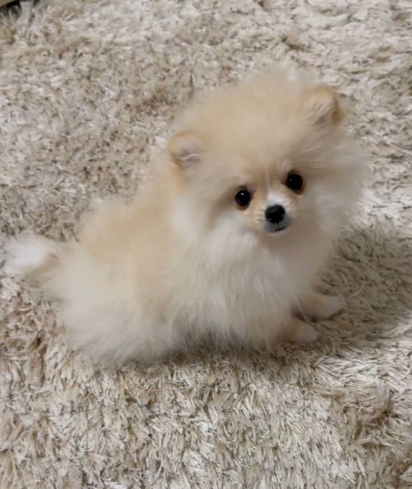 Pomeranian toy superb cu pedigree, poze reale!