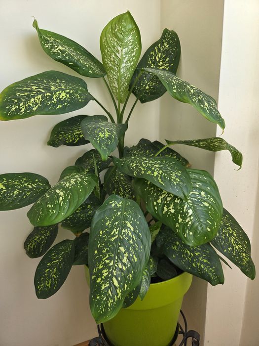 Ficus - Dieffenbachia - Crăciunițe