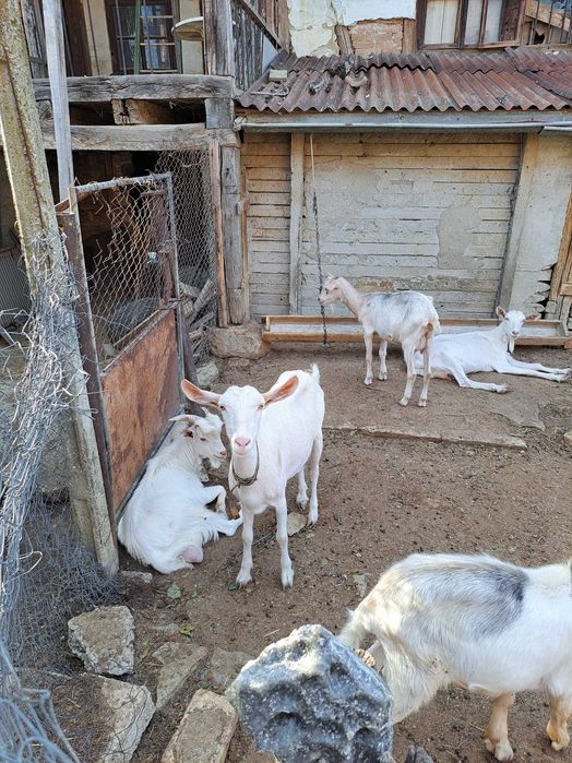 Продавам млади кози