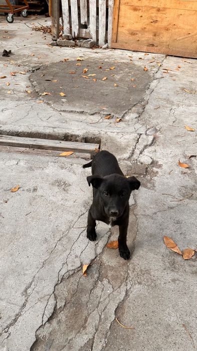 Отдам  в хорошие руки