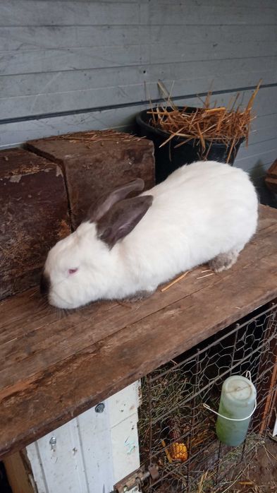 Vând iepuroi uriaș de transilvania