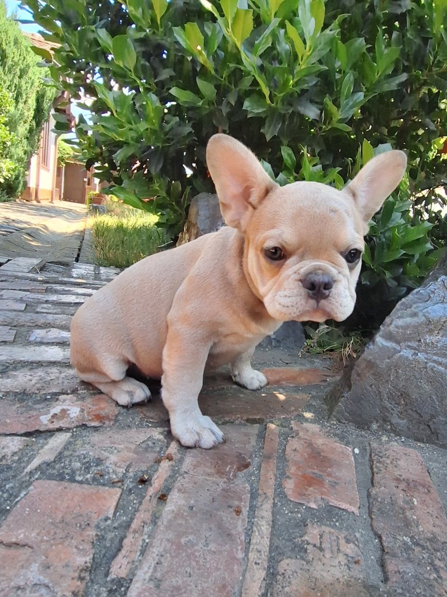 Bulldog francez fetita