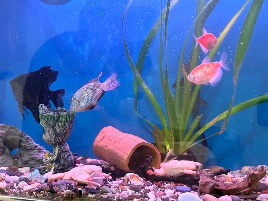 Аквариум с рыбами и черепахой