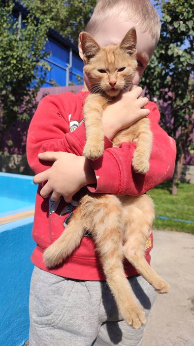 Отдам красивого котенка