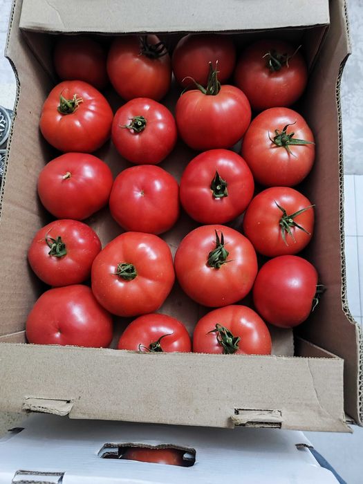 Свежие, сочные помидоры