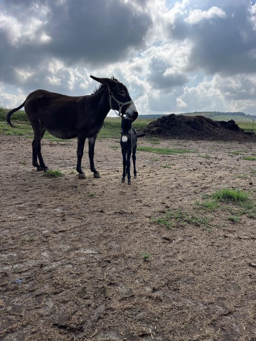 Vand magarita cu pui,cu lapte