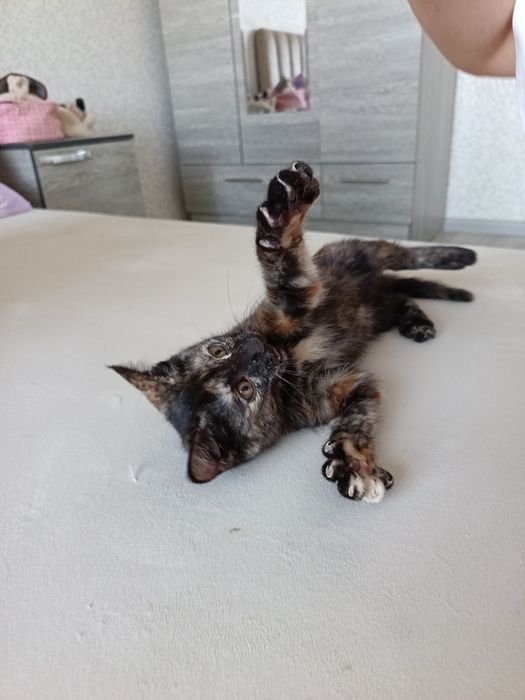 Пристратвается котенок в добрые руки