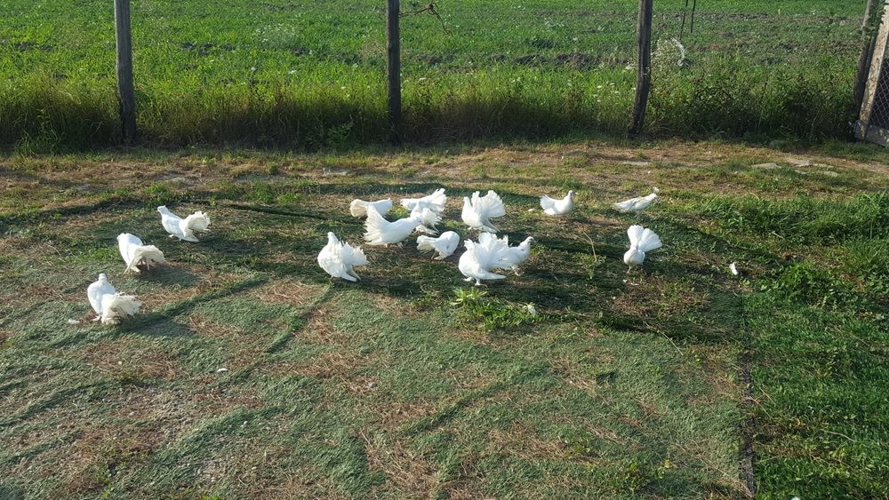 De vanzare porumbei curcanasi