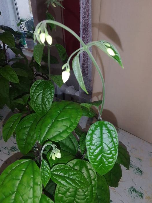 Цветы декоративные и цветущие.