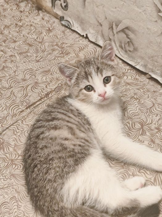 Продаются котята