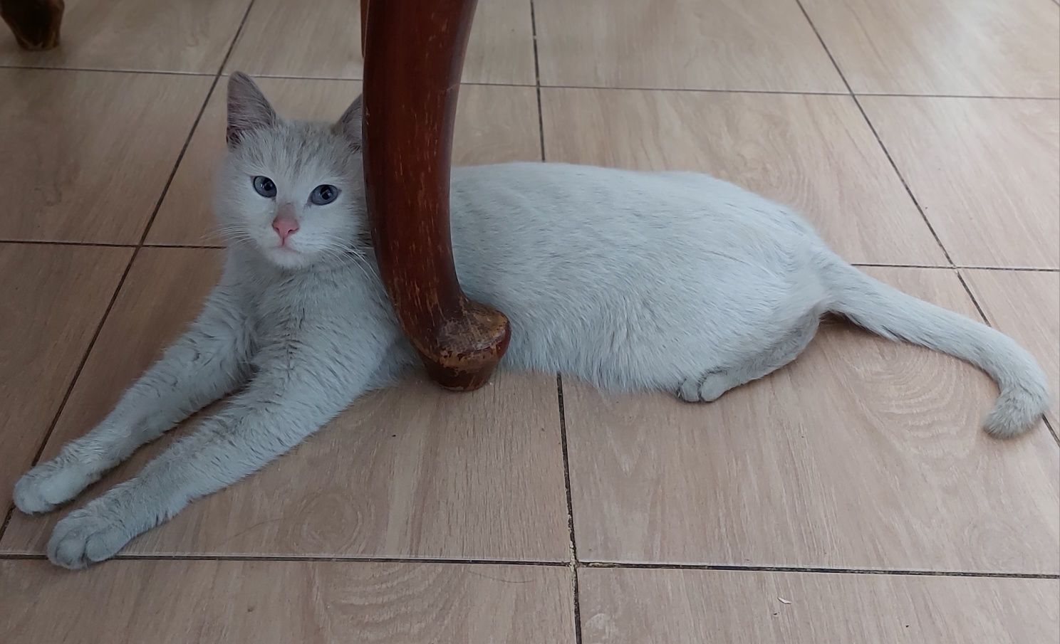 Кошка  белая  и кот бесплатно