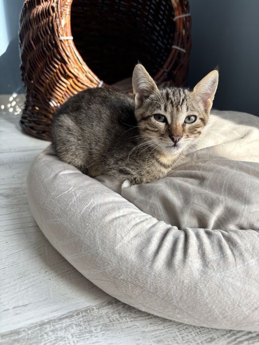 Подарявам котенца