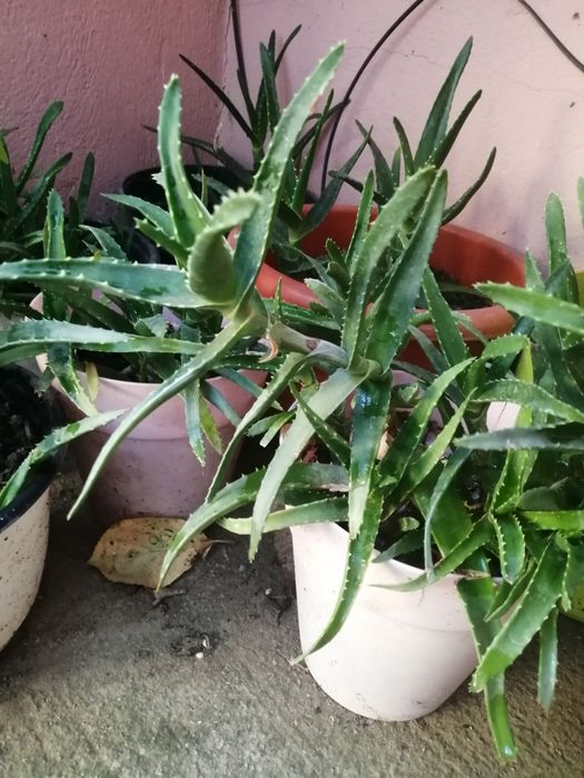 Aloe Vera ghiveci