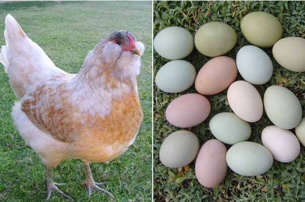 Домашни яйца от свободни кокошки и разплодни яйца