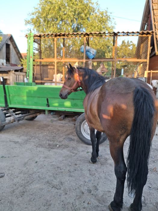 De vânzare mânza 1,5 de ani