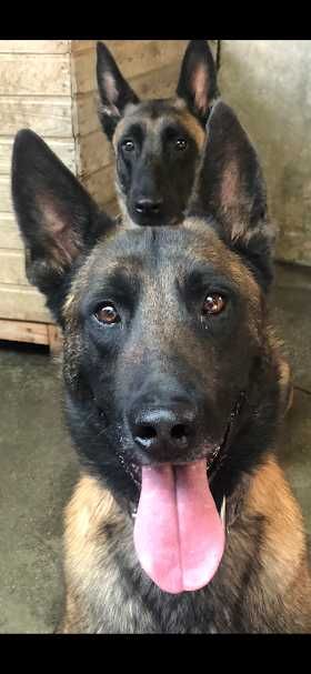 ciobanesc belgian malinois