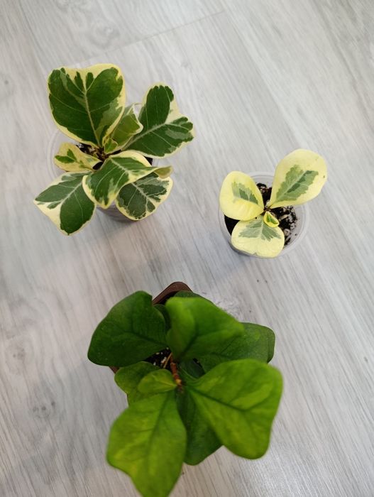 Продам Фикусы Триангулярисы