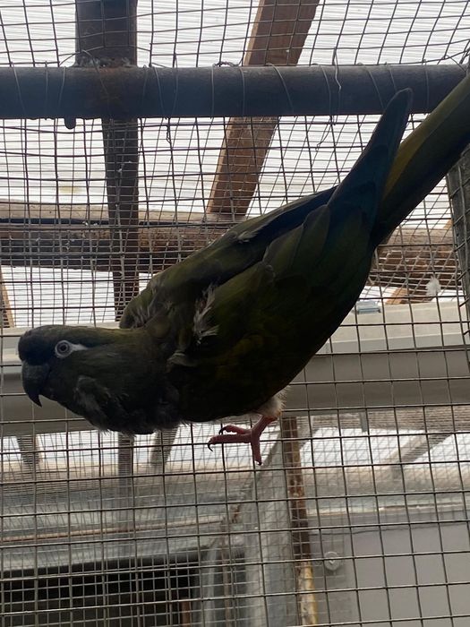 Vand papagali si canari