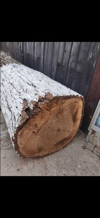 Vand trunchi nuc.Lungime 2,7 metri. Diametru 50 cm. Esenta tare.