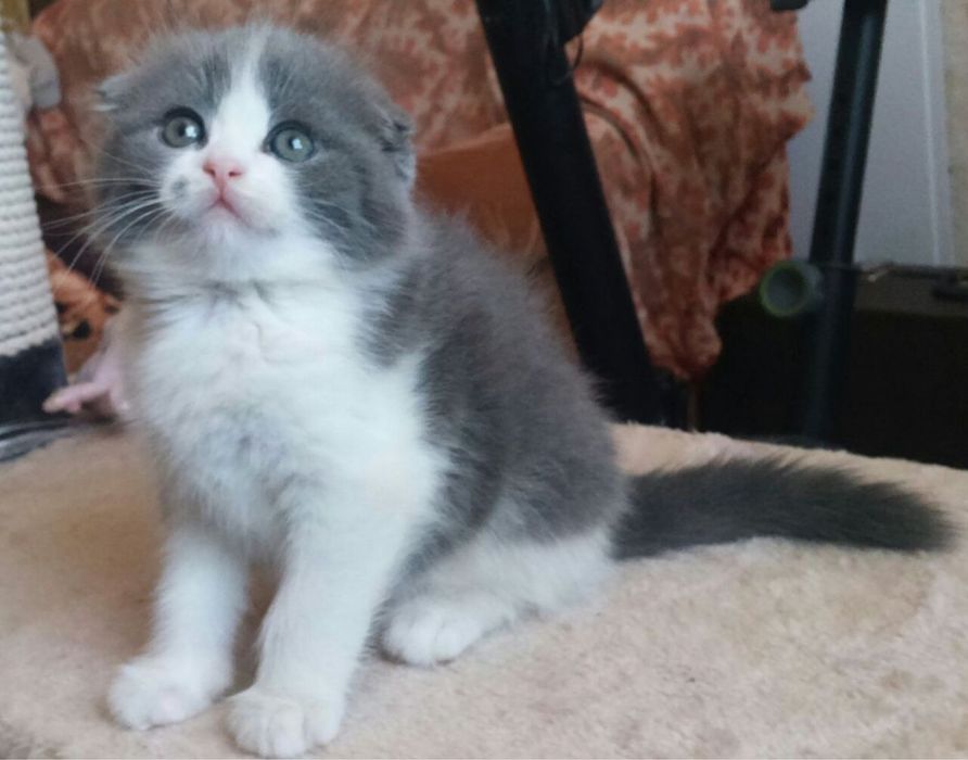 Scotyish fold baietel