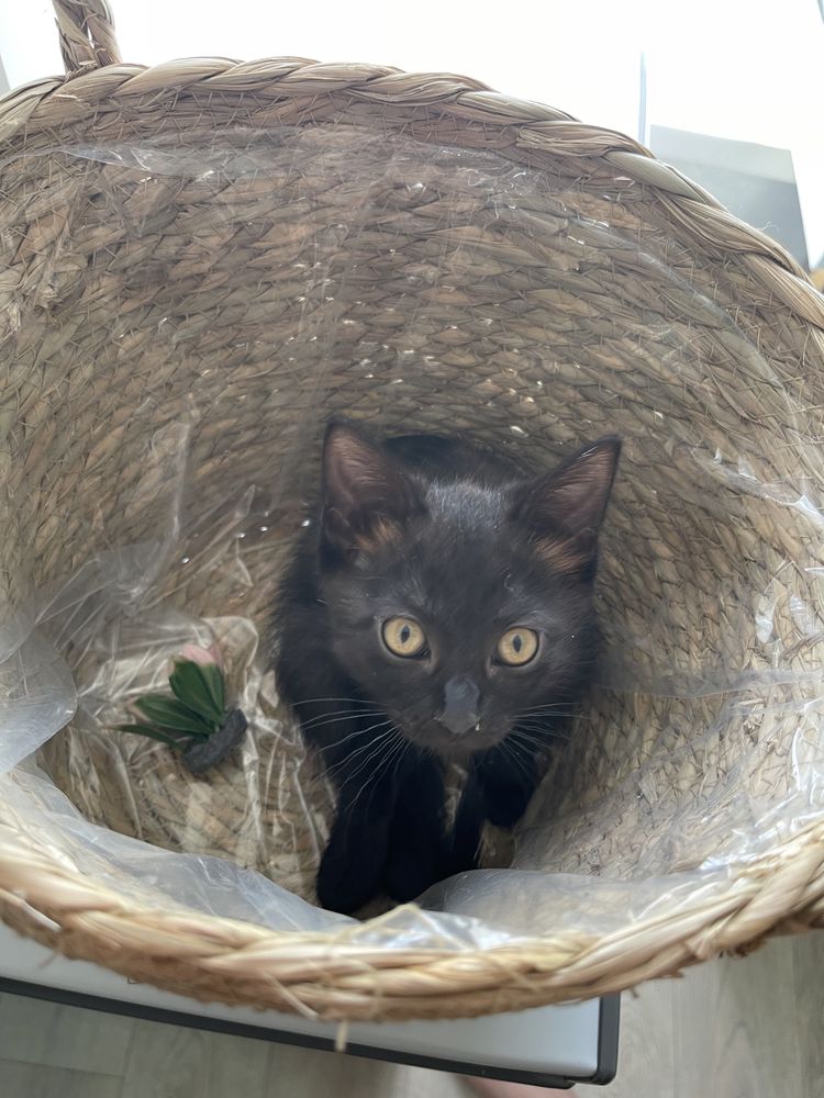 Котенок вислоухий шотладские