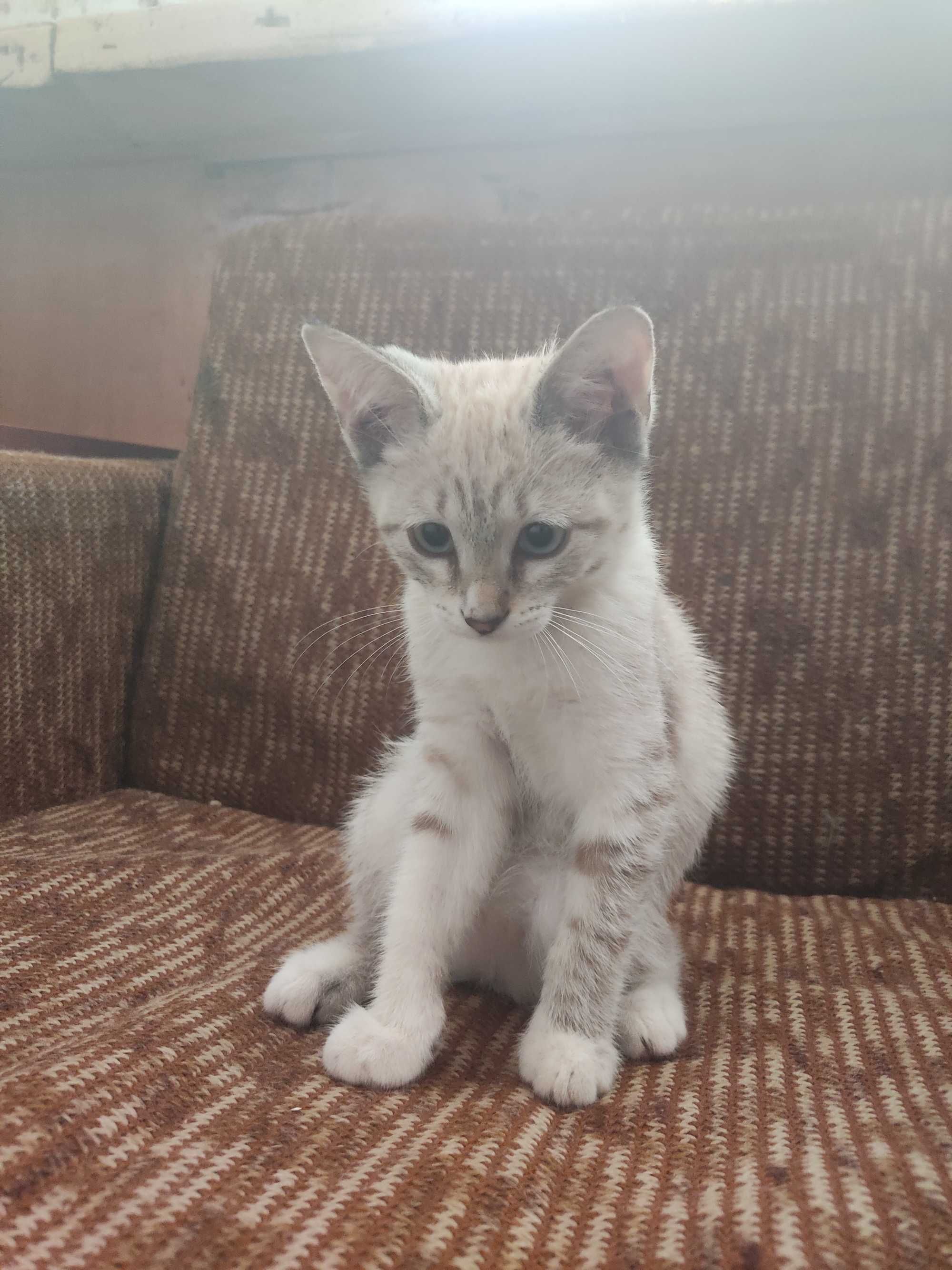 Котёнка в хорошие руки