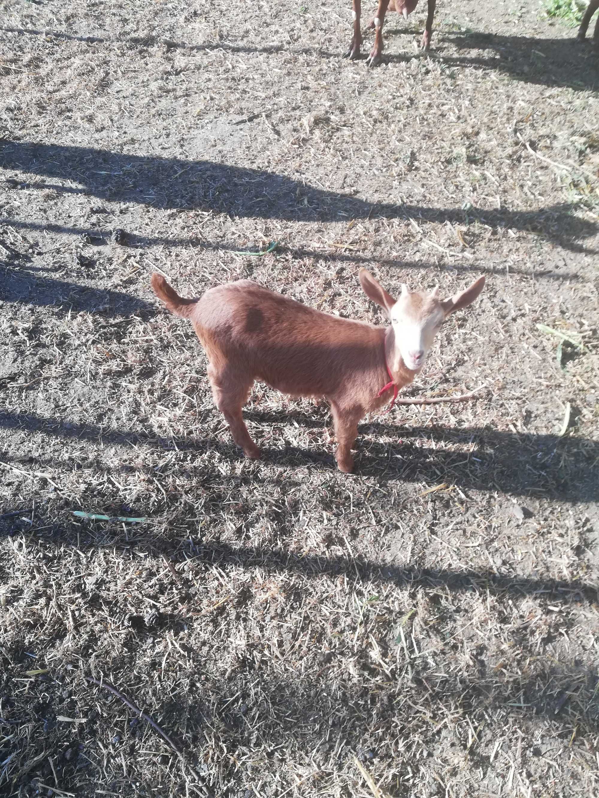Iezi murciana de vanzare