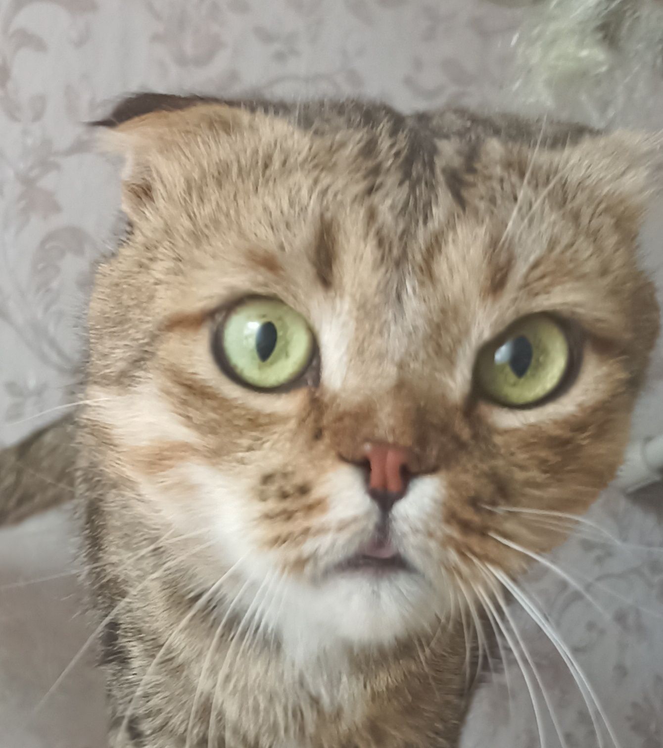 Котичка,котик,котя