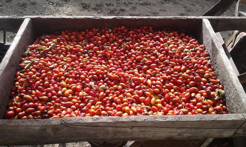 Шипков мармалад.