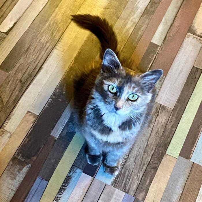 Подарявам млада женска костенуркова котка Patch