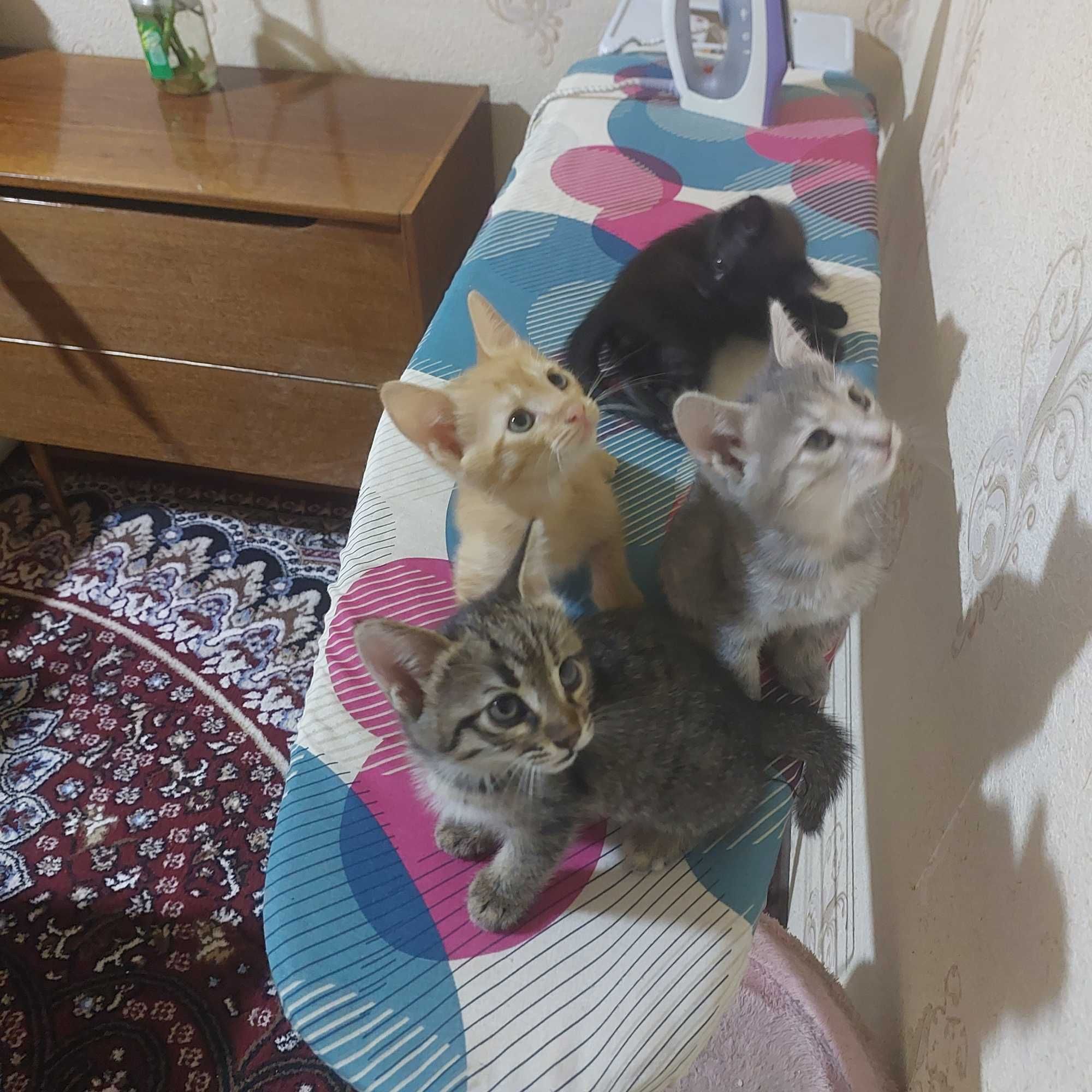 Катят в добрые руки