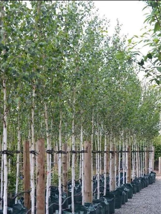 Platani, stejar, mesteacan