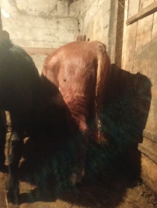 Бычектар сатылады