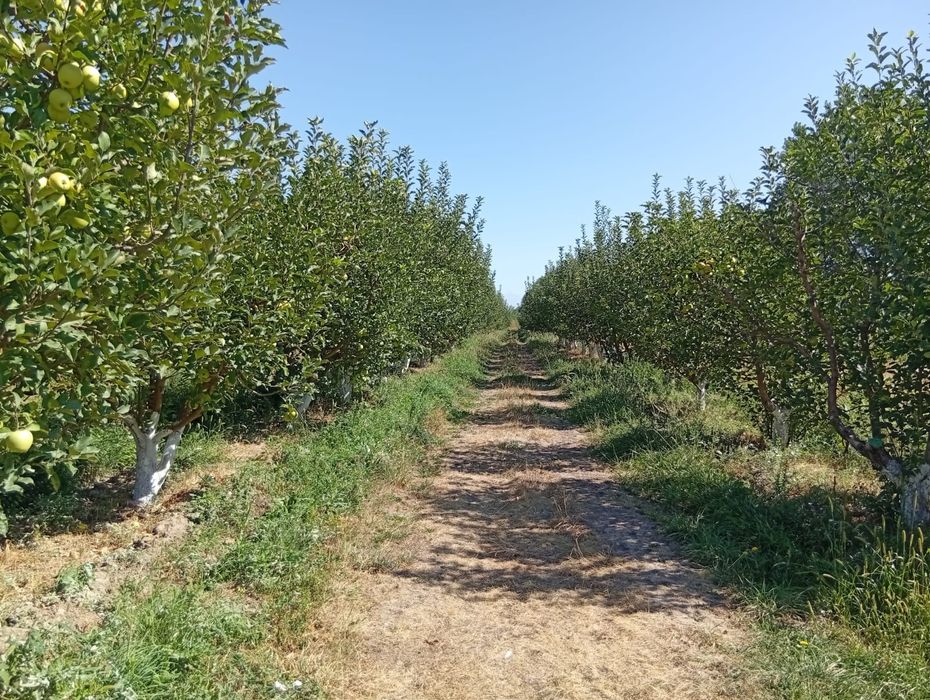 Яблоневый сад - готовый бизнес