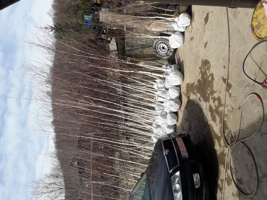 Vand mesteacăn tei salcie tuia smarald columna braband pt det sunați