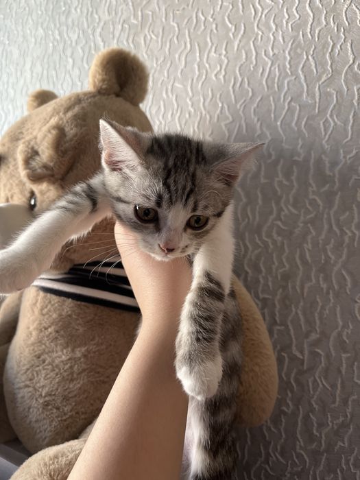 idishlari bilan birga beriladi