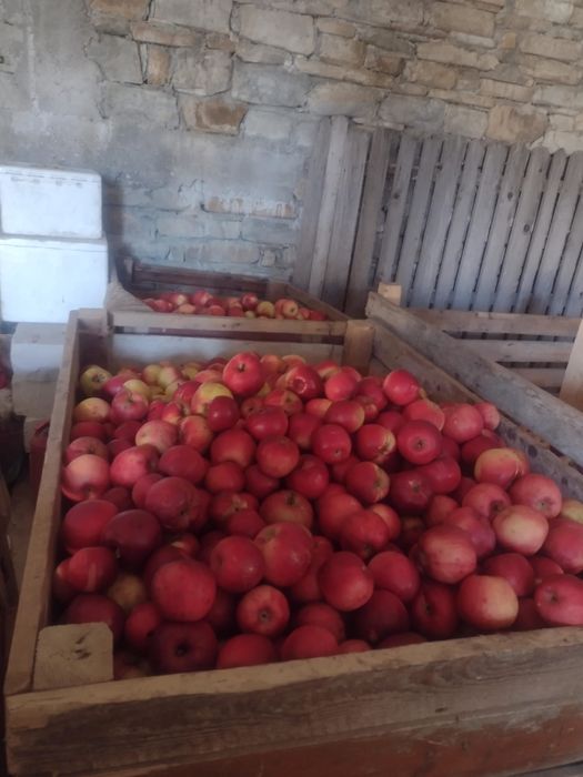 Vand mere, tuica de pruna