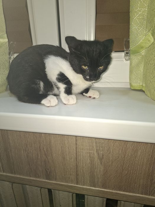 Котик отдаём даром