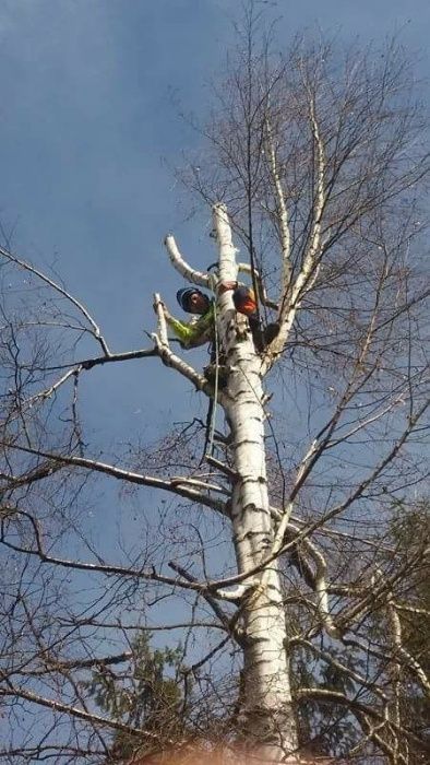 Рязане на  опасни дървета с вишка или по алпийски способ