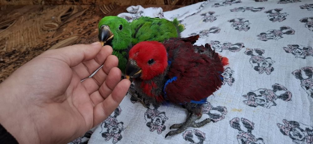 Ръчно хранени папагали Еклектус