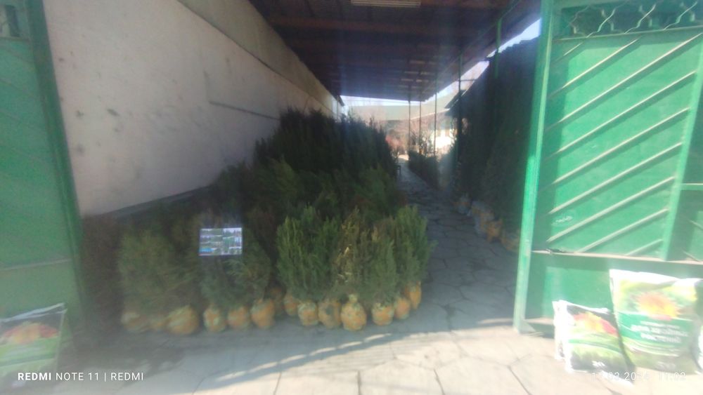 Растения в продаже