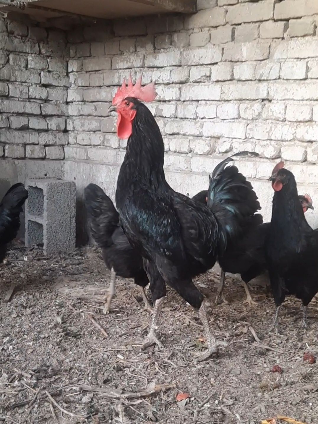 Qora shaxzoda tuxumlari